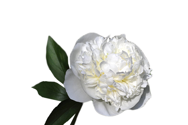 Пион Дюшес де Немур